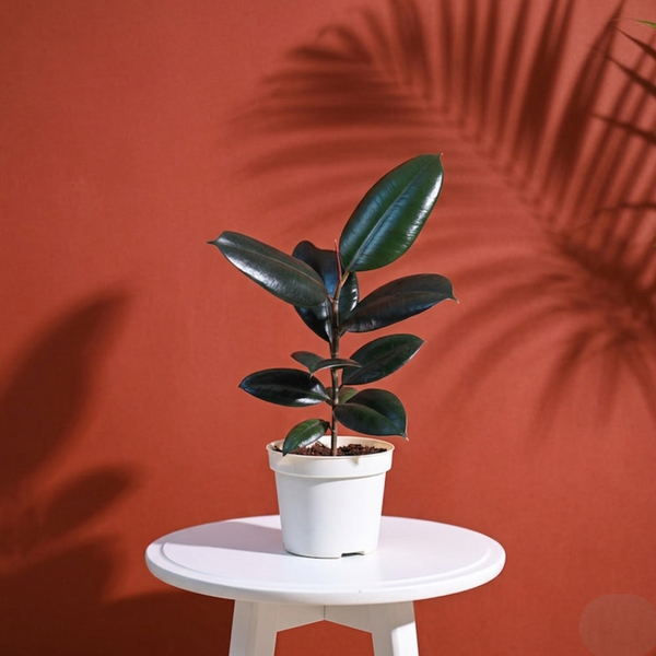 Rubber Plant