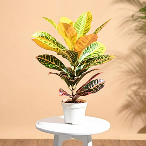 Croton Petra