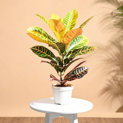 Croton Petra