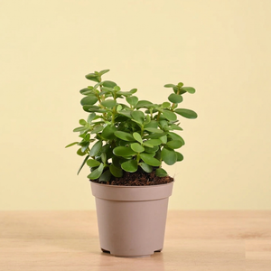 Jade Mini