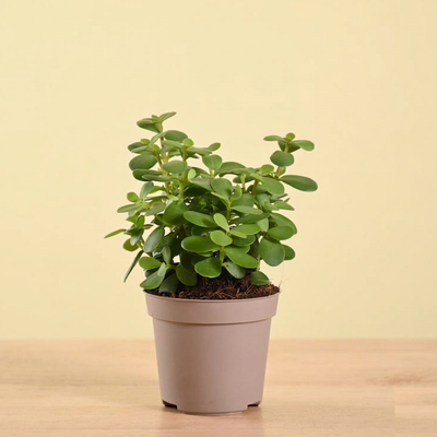 Jade Mini