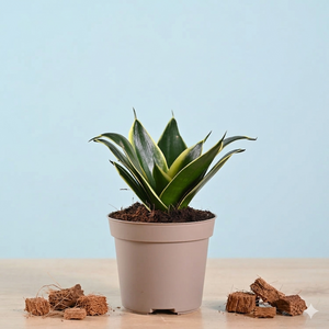 Snake Plant